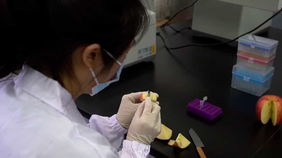 Staining the Cytoplasmic Ca2+ with Fluo-4/AM in Apple Pulp