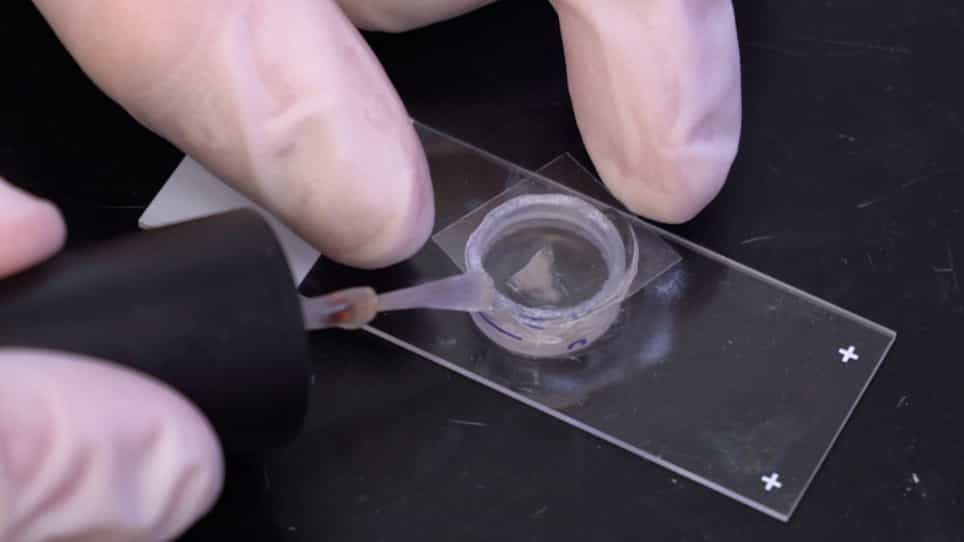Imaging and Quantification of Intact Neuronal Dendrites via CLARITY Tissue Clearing