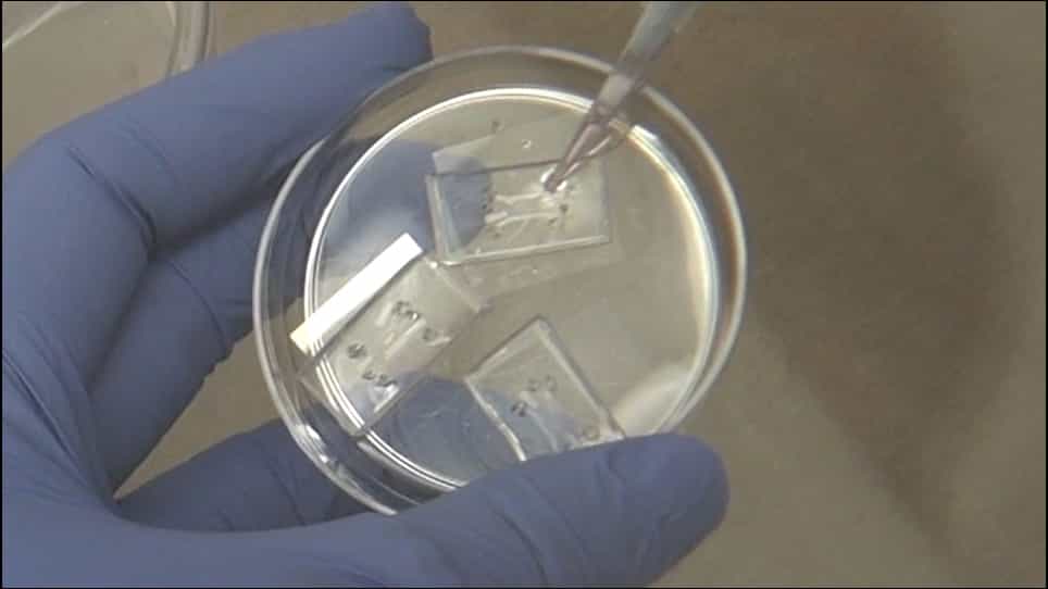 Developing 3D Organized Human Cardiac Tissue within a Microfluidic Platform