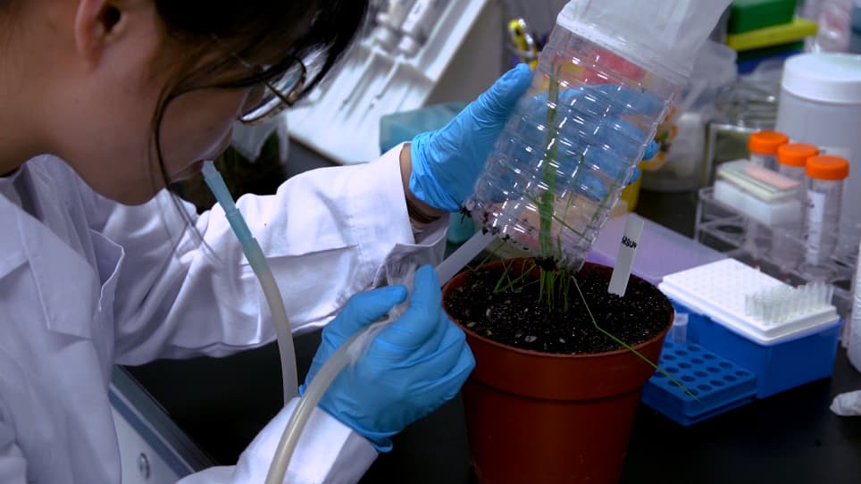 Immunofluorescent Labeling of Plant Virus and Insect Vector Proteins in Hemipteran Guts