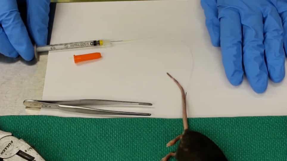 Brain Pericyte Calcium and Hemodynamic Imaging in Transgenic Mice In Vivo