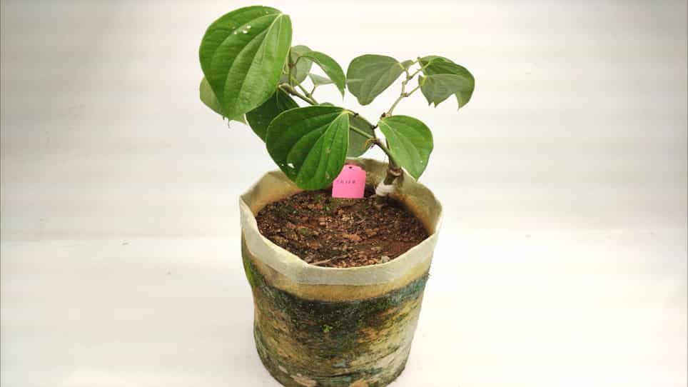 An Effective Inoculation Method for Phytophthora capsici on Black Pepper Plants