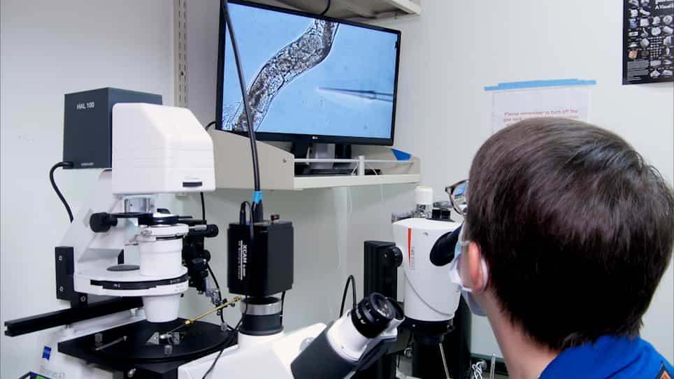 Generating Transgenics and Knockouts in Strongyloides Species by Microinjection