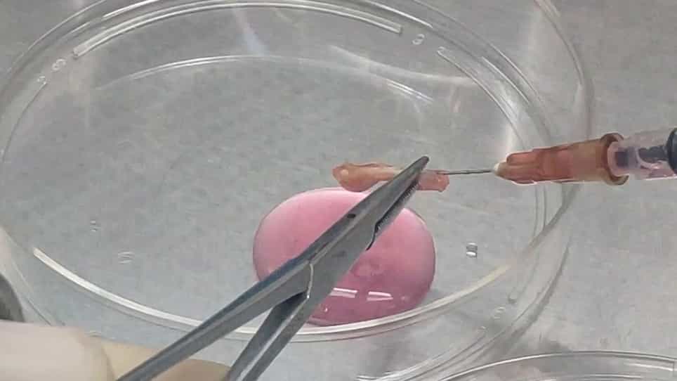 Economical and Efficient Protocol for Isolating and Culturing Bone Marrow-derived Dendritic Cells from Mice