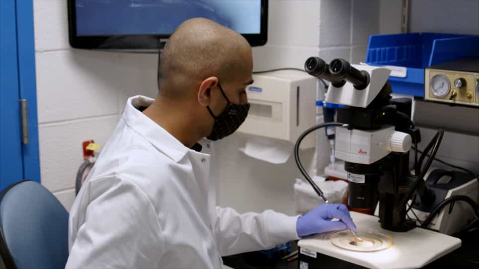 Isolation of Cardiac and Vascular Smooth Muscle Cells from Adult, Juvenile, Larval and Embryonic Zebrafish for Electrophysiological Studies
