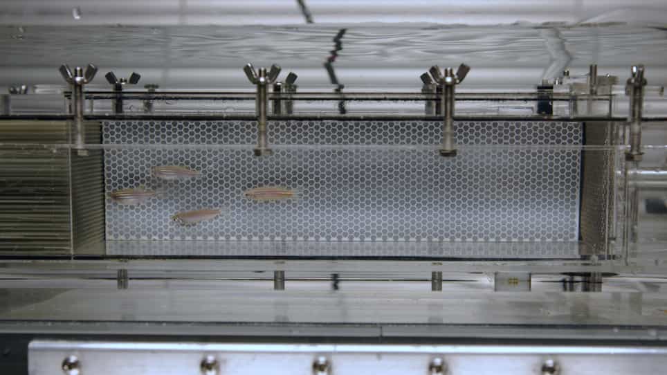 Assessment of Swim Endurance and Swim Behavior in Adult Zebrafish
