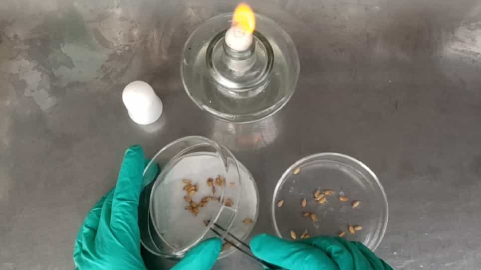 An Improved Chemotaxis Assay for the Rapid Identification of Rhizobacterial Chemoattractants in Root Exudates