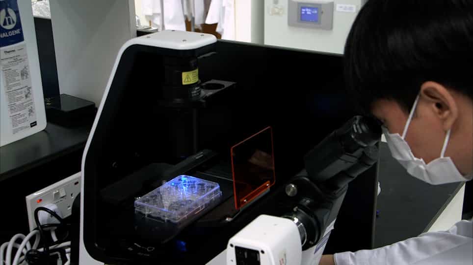 Efficient and Cost Effective Electroporation Method to Study Primary Cilium-Dependent Signaling Pathways in the Granule Cell Precursor