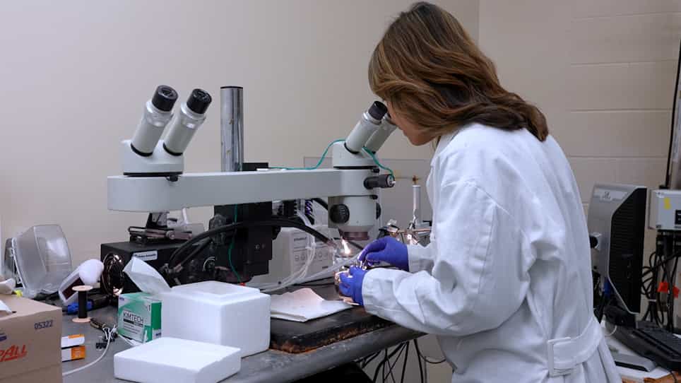 Multi-Faceted Mass Spectrometric Investigation of Neuropeptides in Callinectes sapidus