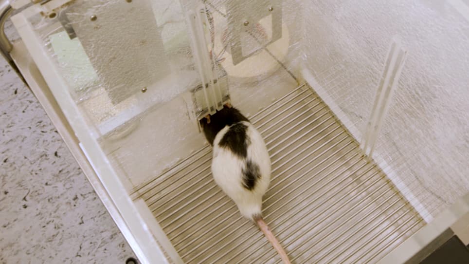 An Open-Source, Fully Customizable 5-Choice Serial Reaction Time Task Toolbox for Automated Behavioral Training of Rodents