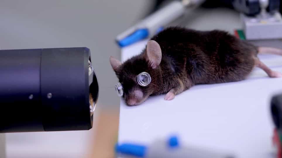 Application of Optical Coherence Tomography to a Mouse Model of Retinopathy