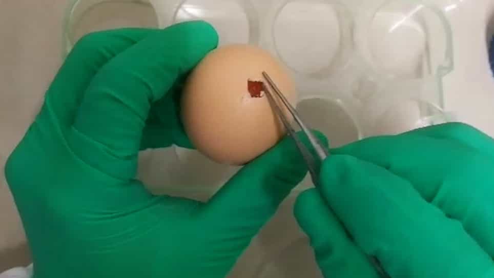 In Ovo Intravascular Injection in Chicken Embryos