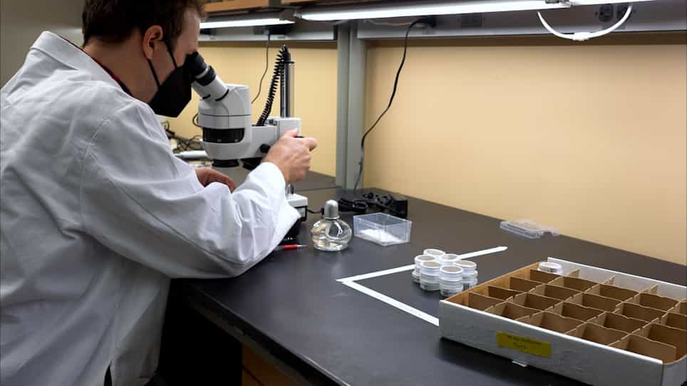 A Highly Scalable Approach to Perform Ecological Surveys of Selfing Caenorhabditis Nematodes