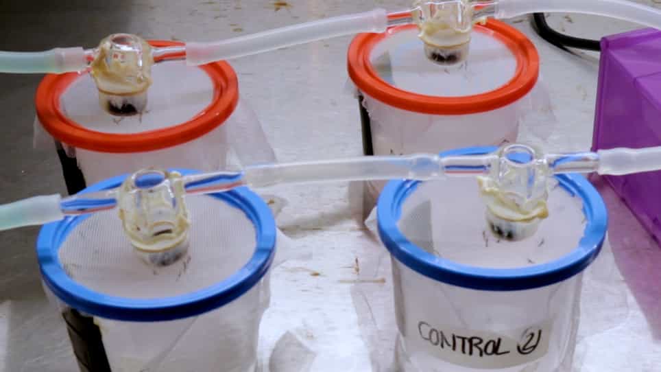 Standard Membrane Feeding Assay for the Detection of Plasmodium falciparum Infection in Anopheles Mosquito Vectors
