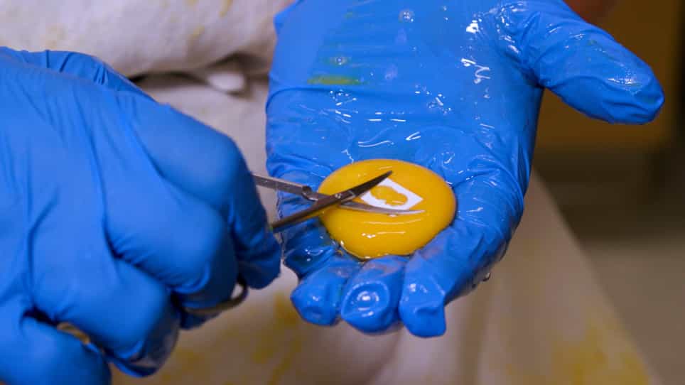 Preparation and Morphological Analysis of Chick Cranial Neural Crest Cell Cultures