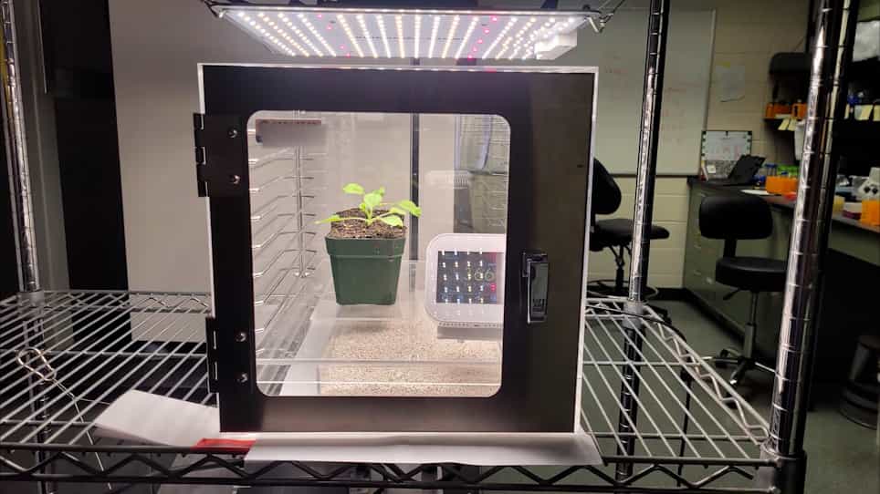 Evaluation of Photosynthetic Efficiency in Photorespiratory Mutants by Chlorophyll Fluorescence Analysis