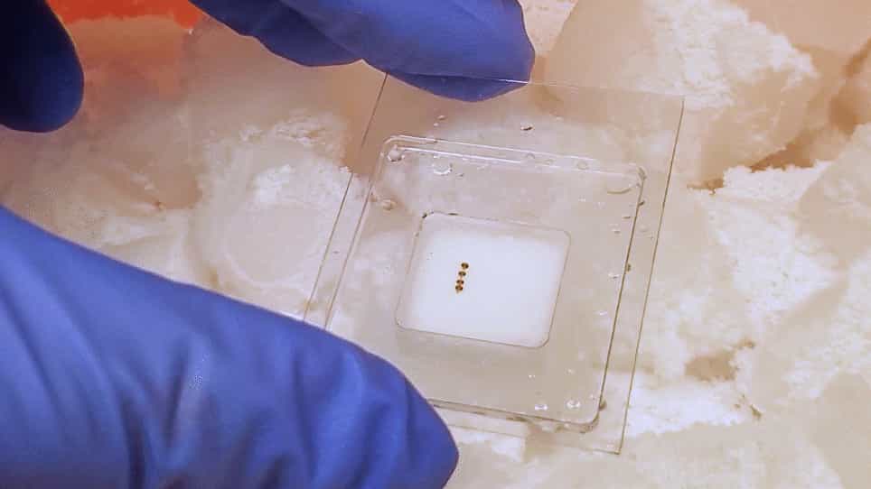 Sample Preparation for Rapid Lipid Analysis in Drosophila Brain Using Matrix-Assisted Laser Desorption/Ionization Mass Spectrometry Imaging
