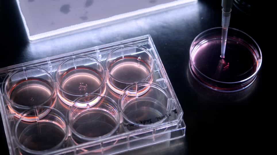 Facilitating Cerebral Organoid Culture via Lateral Soft Light Illumination