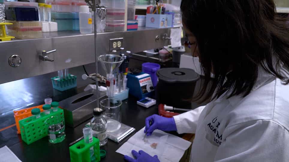 A Strategy for the Study of IL-9-Producing Lymphoid Cells in the Nippostrongylus brasiliensis Infection Model