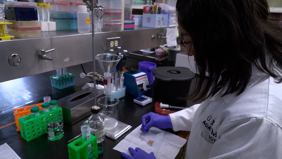 A Strategy for the Study of IL-9-Producing Lymphoid Cells in the <em>Nippostrongylus brasiliensis</em> Infection Model