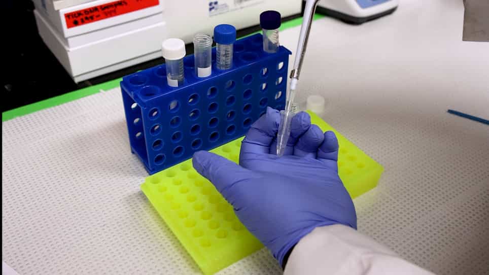 Embryo Injection Technique for Gene Editing in the Black-Legged Tick, Ixodes scapularis