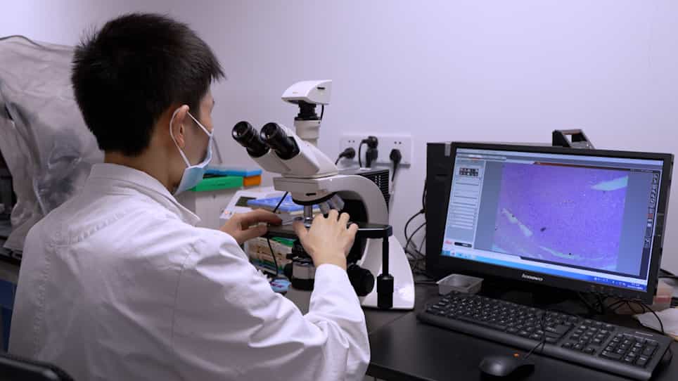 Generation of a Mouse Artificial Decidualization Model with Ovariectomy for Endometrial Decidualization Research