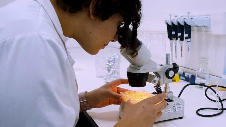 Lethality Bioassay Using Artemia salina L.