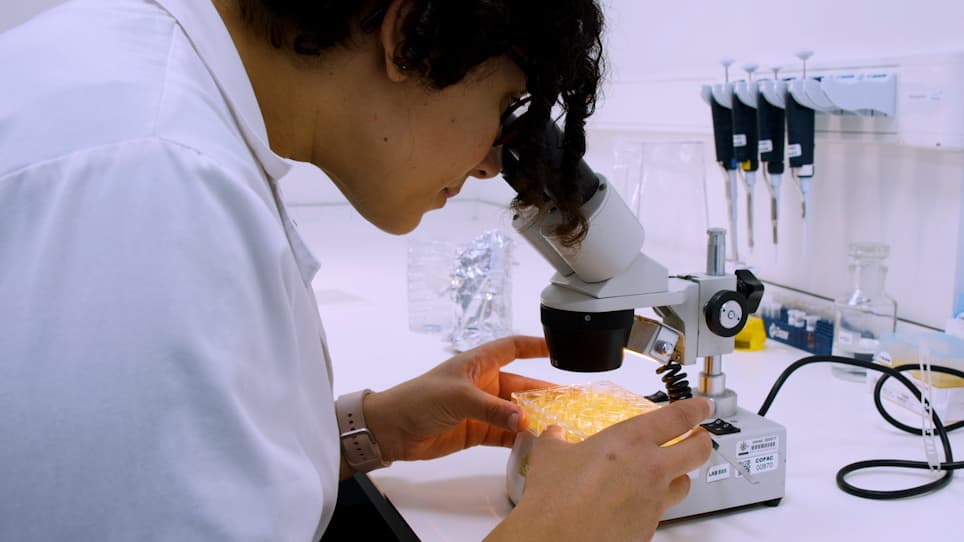 Lethality Bioassay Using <em>Artemia salina</em> L.