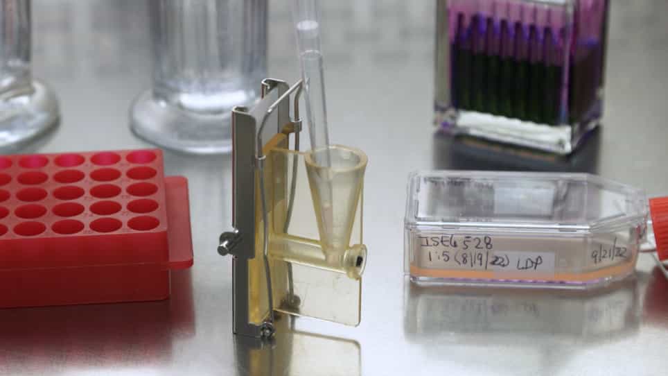An Electroporation Method to Transform Rickettsia spp. with a Fluorescent Protein-Expressing Shuttle Vector in Tick Cell Lines