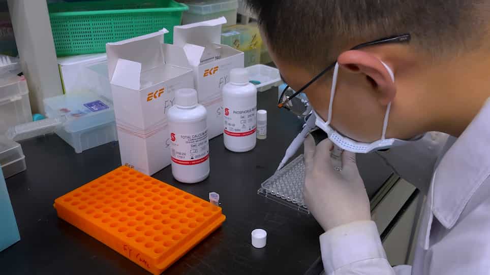 Generation of Hypoparathyroid Rats via Carbon-Nanoparticle-Assisted Parathyroidectomy