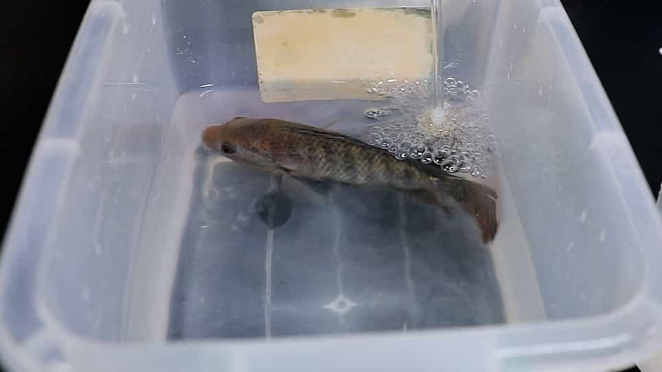 Single-Cell Suspension Preparation from Nile Tilapia Intestine for Single-Cell Sequencing