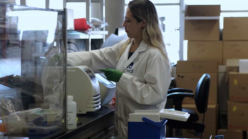 A Human Cerebral Organoid Model of Neural Cell Transplantation