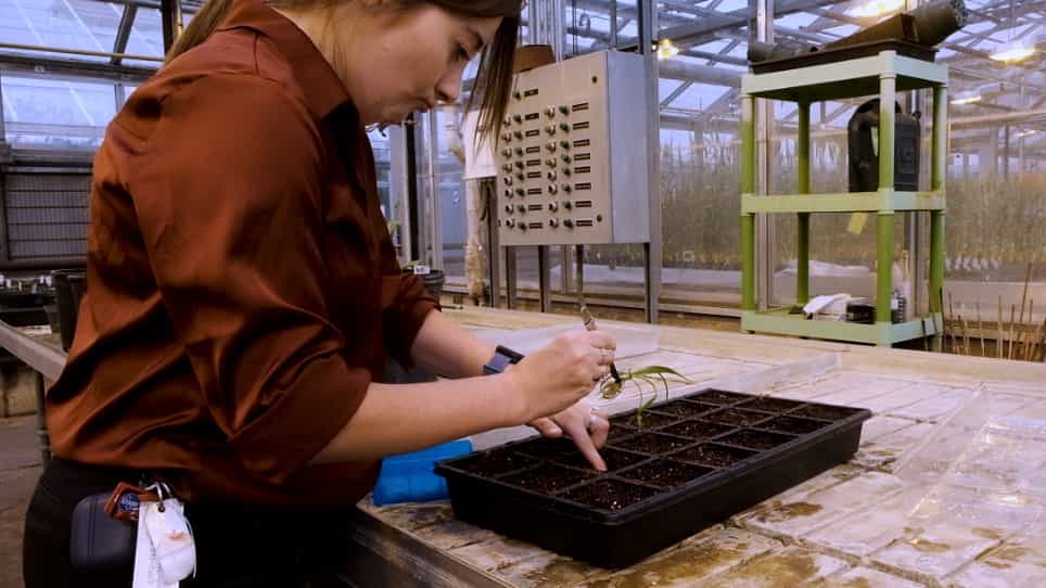 Agrobacterium tumefaciens-Mediated Genetic Transformation of Narrowleaf Plantain