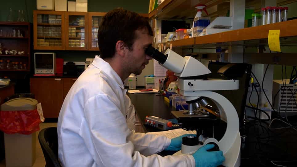 Generating Genetically Modified Plasmodium berghei Sporozoites