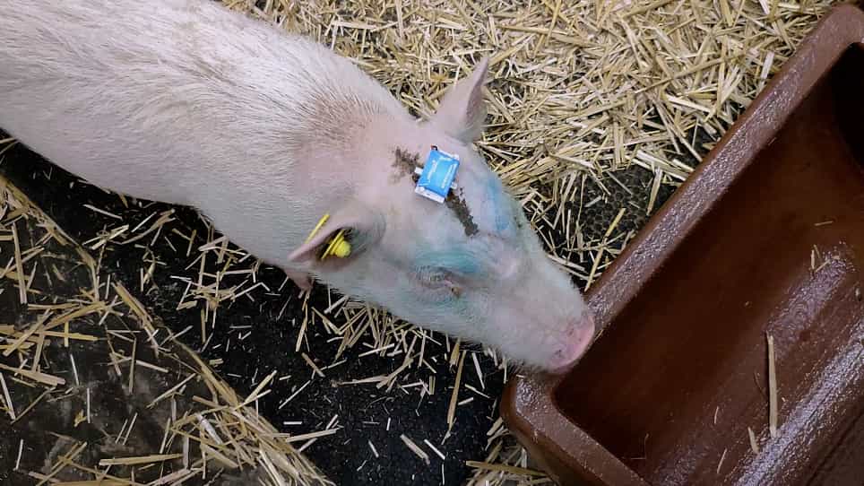 Subdural Soft Electrocorticography ECoG Array Implantation and Long-Term Cortical Recording in Minipigs