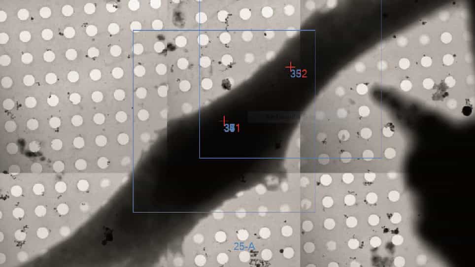Visualization of Organelles In Situ by Cryo-STEM Tomography