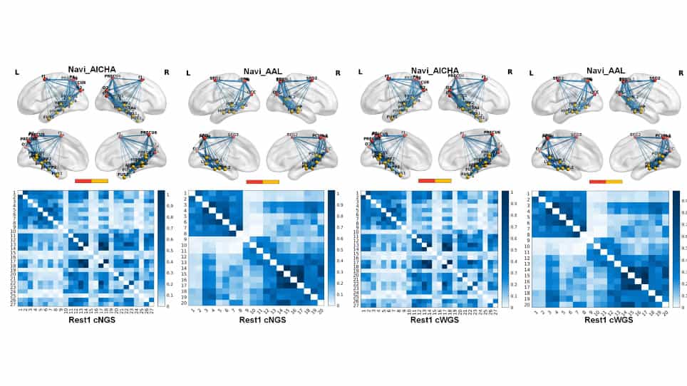 Modeling the Functional Network for Spatial Navigation in the Human Brain