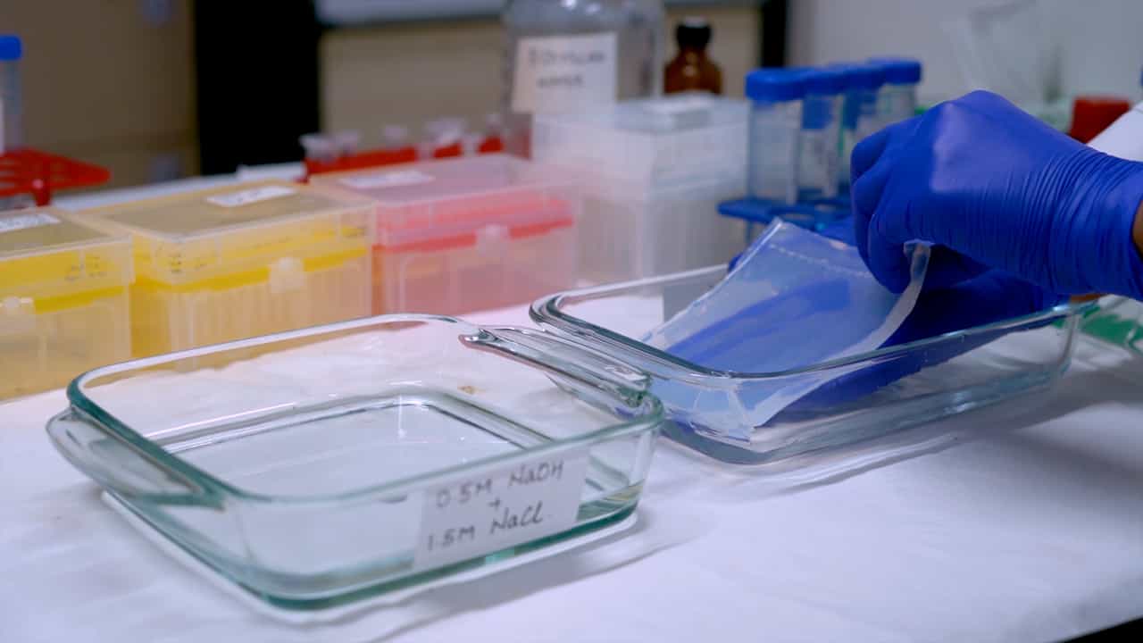 Author Spotlight: Optimization of Performance Parameters of the TAGGG Telomere Length Assay