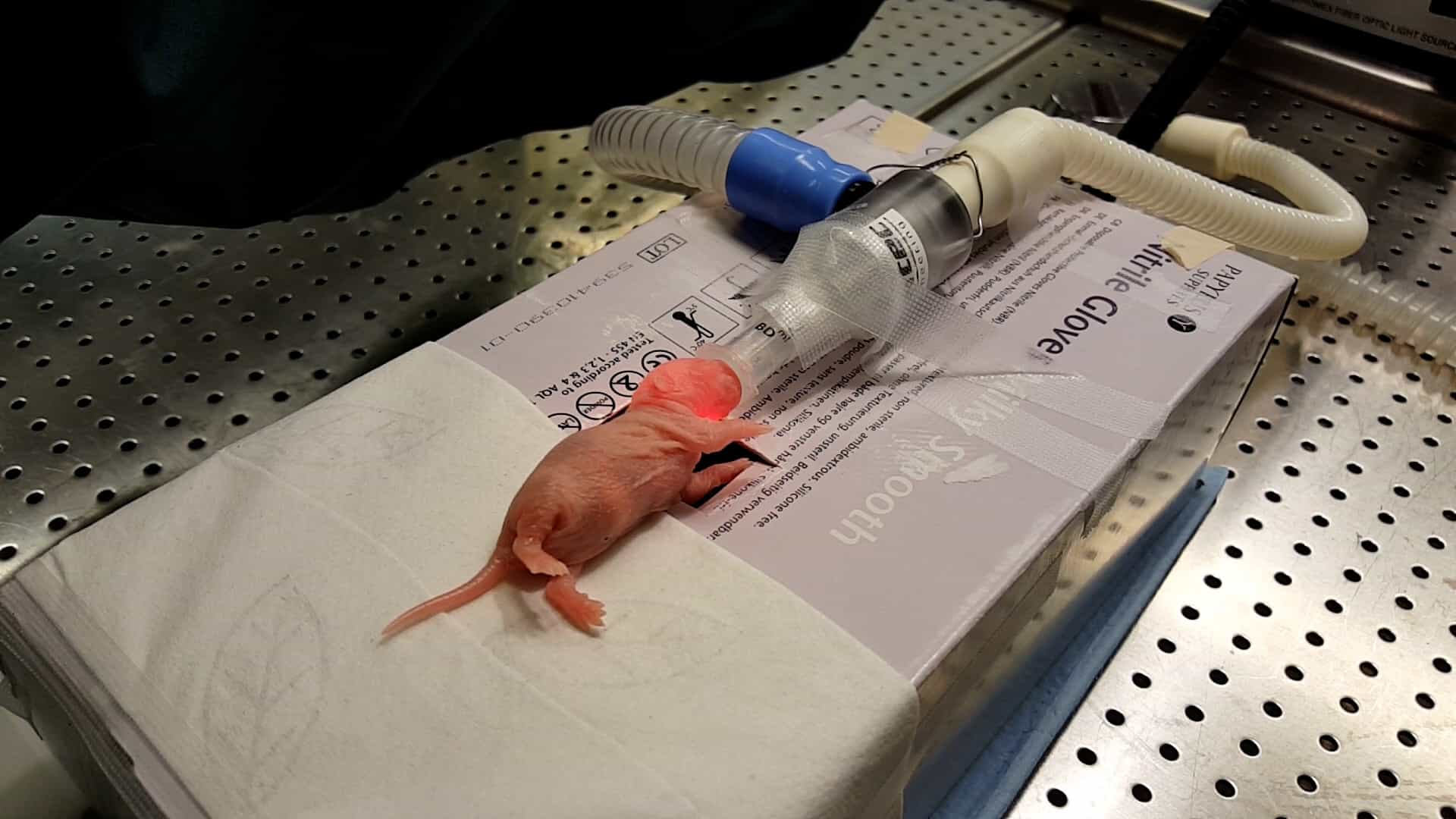 A Neonatal Rodent Model of Retroorbital Vein Injection