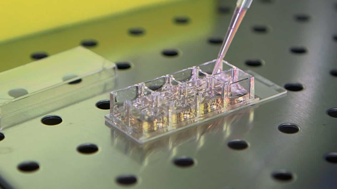 Author Spotlight: Ex Vivo Protocol for Culturing Quiescent Muscle Stem Cells with Niche Components