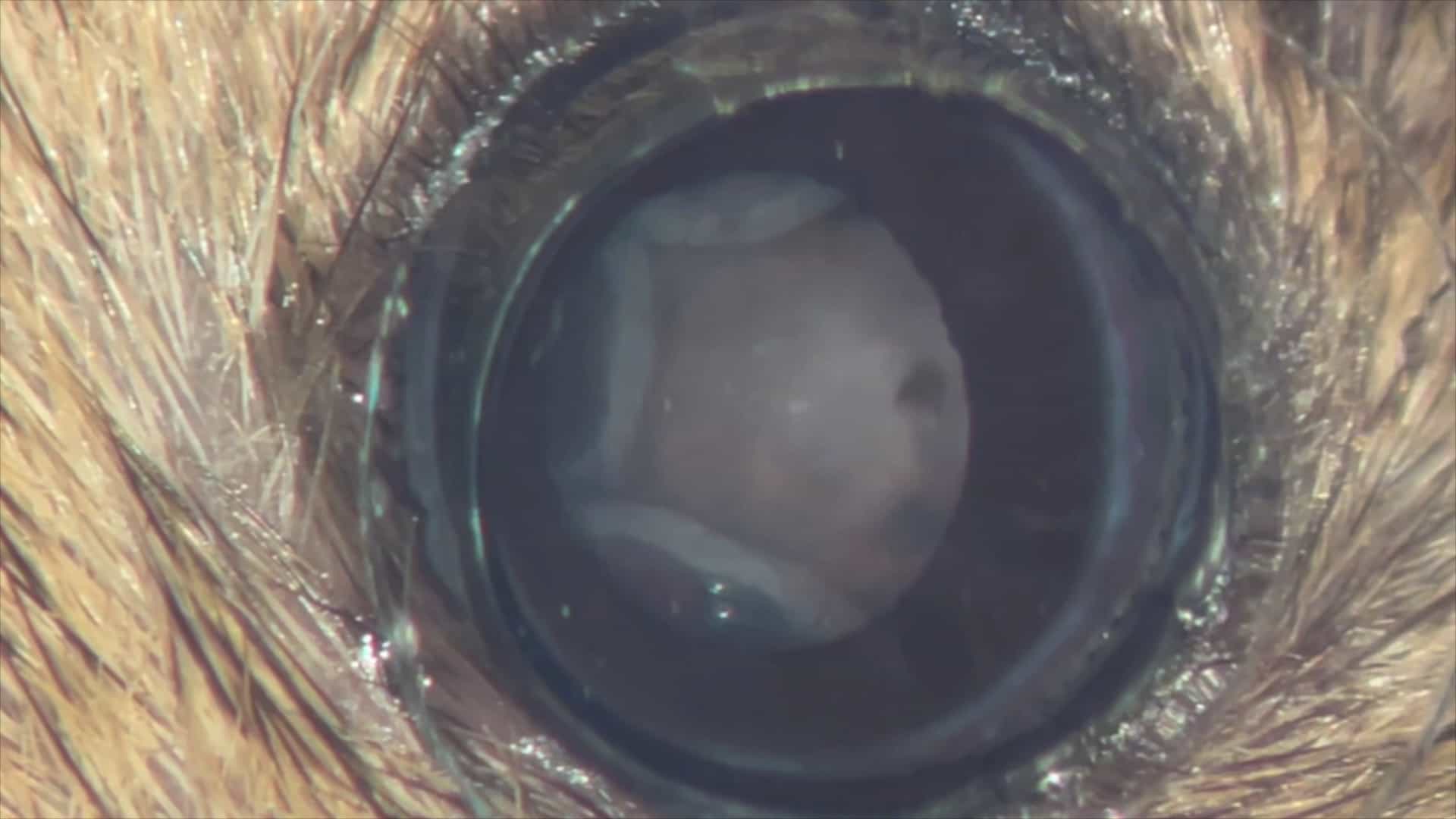 Transpupillary-Guided Trans-Scleral Transplantation of Subretinal Grafts in a Retinal Degeneration Mouse Model