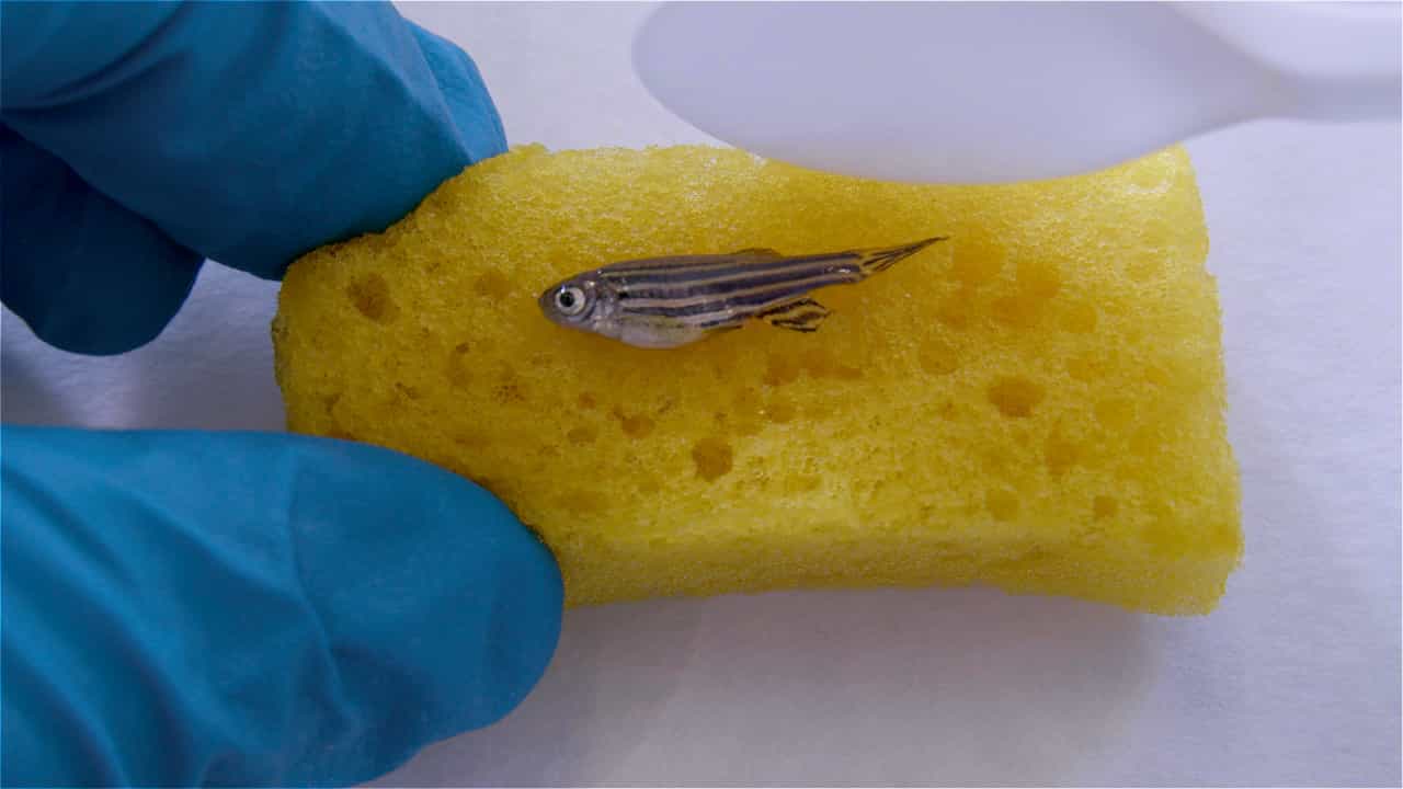 Author Spotlight: A Cryoinjury Model for Studying Skeletal Muscle Regeneration of the Caudal Peduncle in Adult Zebrafish