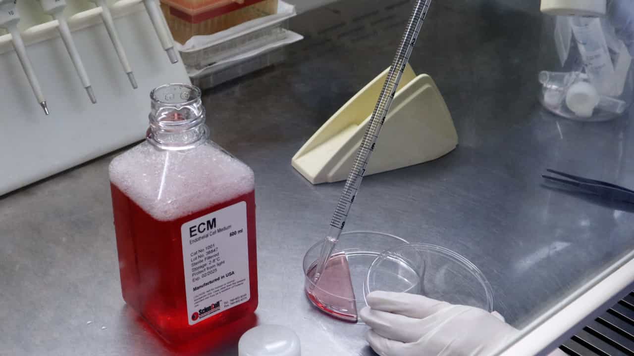 Modified In Vivo Matrix Gel Plug Assay for Angiogenesis Studies