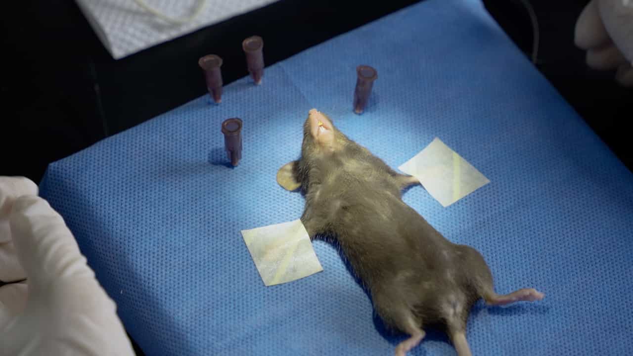 Author Spotlight: Investigating Wound Healing in Mice Models of Oronasal Fistulas