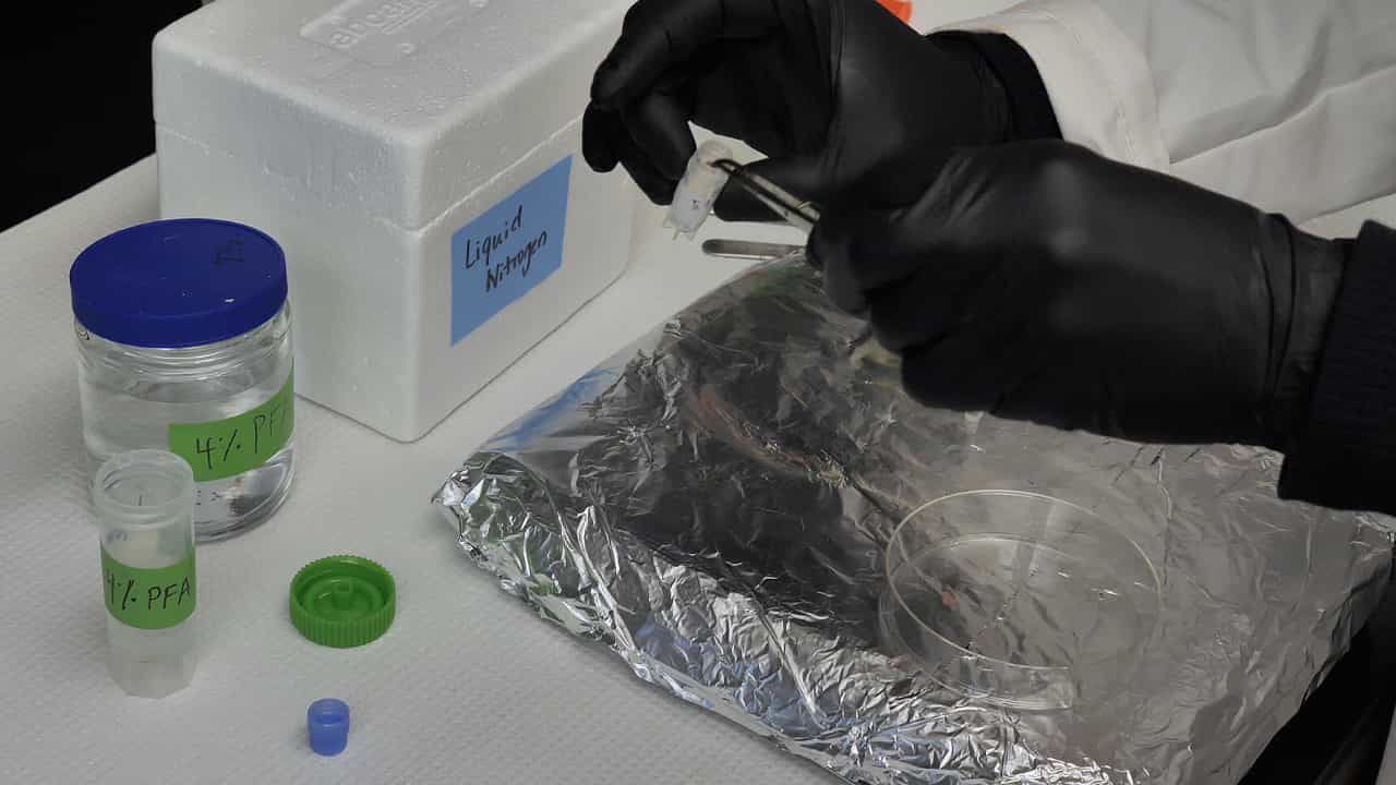 Identifying, Diagnosing, and Grading Malignant Peripheral Nerve Sheath Tumors in Genetically Engineered Mouse Models