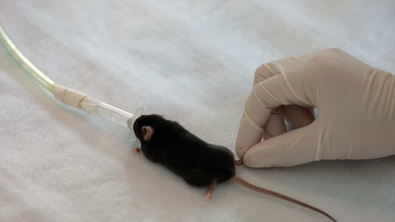 Author Spotlight: Improving Anesthesia Protocols for Enhanced Mouse Acupuncture Research