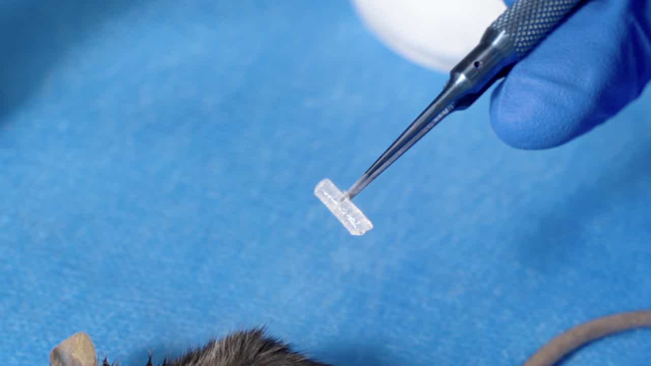 Author Spotlight: Exploring Orofacial Muscle Regeneration – Insights and Innovations