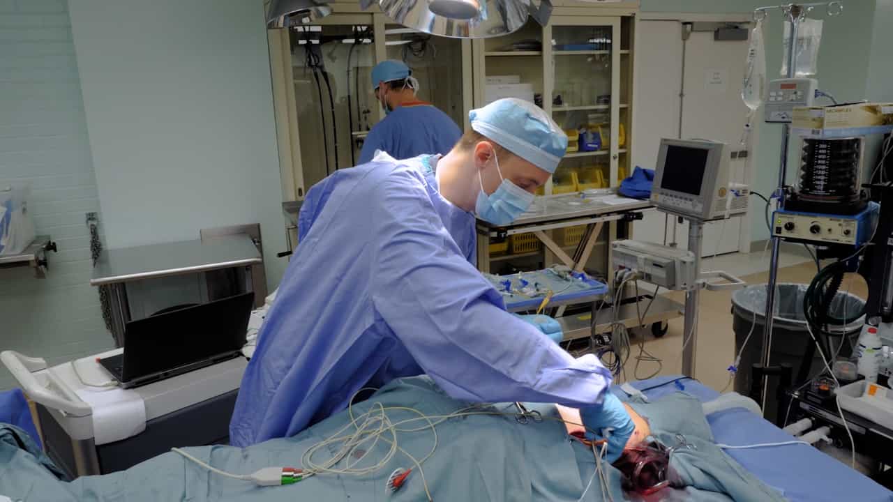 Author Spotlight: Exploring Venous Waveforms in Porcine Models to Tackle Volume Overload in Medicine