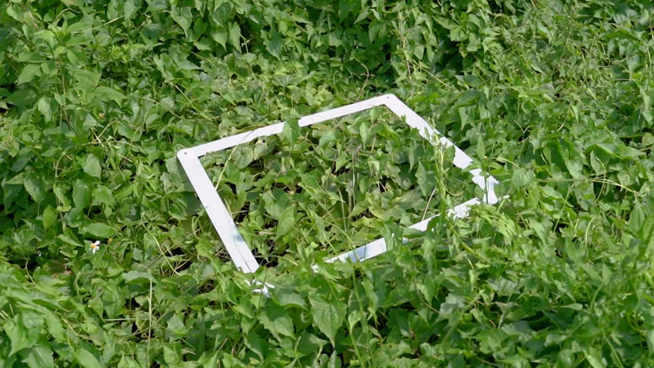 Author Spotlight: UAV Remote Sensing for Efficient Invasive Plant Biomass Estimation