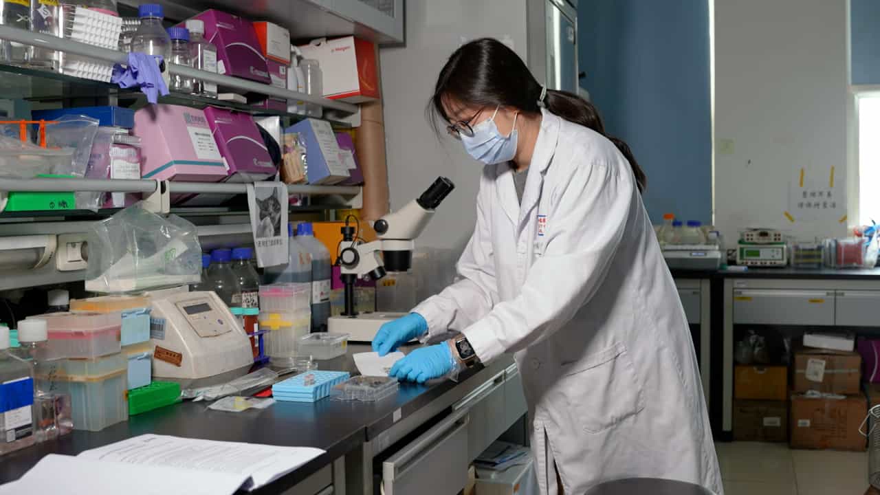 Author Spotlight: Enhanced Method for Isolating Pure Zebrafish Stage I Oocytes